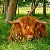 Schotse Hooglander van dichtbij in het gras van Patricia Hofmeester