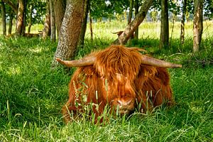 Schottischer Highlander aus nächster Nähe im Gras