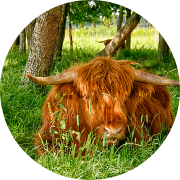 Schotse Hooglander van dichtbij in het gras