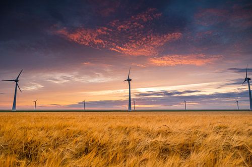 Sonnenuntergang mit Weizenfeld