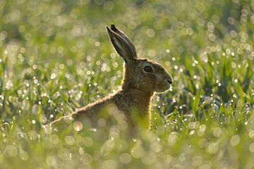 Europese haas ( Lepus europaeus ) in een bedauwd veld in de vroege ochtend, wilde dieren, Europa. van wunderbare Erde