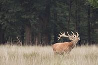 Red deer on the Veluwe - Weathervane by Wandeldingen thumbnail