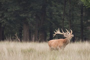 Red deer on the Veluwe - Weathervane by Wandeldingen