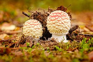 Paddestoelen van Johan Vanbockryck