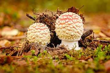 Mushrooms by Johan Vanbockryck