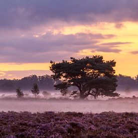 Purple splendor on the great silent heath by Karla Leeftink