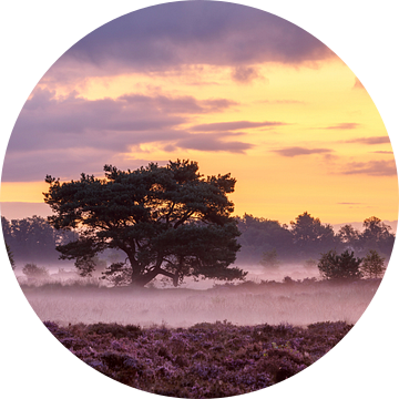 Paarse pracht op de grote stille heide