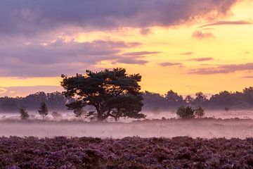 Purple splendor on the great silent heath