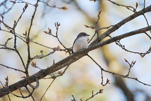 Vogeltje