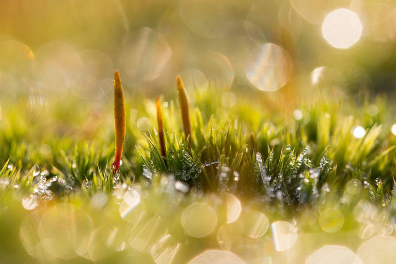 zonnig mos par Francois Debets