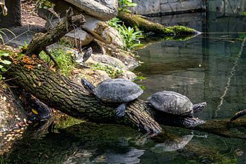 schildkröten von Roy Schmidt