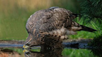 Juveniele havik op de Lemelerberg van Wim van der Meule
