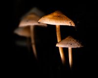 In het licht