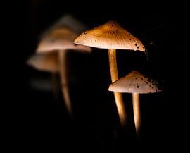 Im Licht von Trudiefotografie