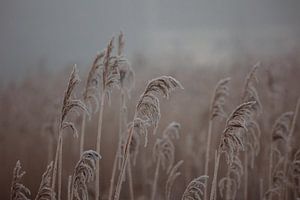 Gefrorenes Schilf mit Nebel.