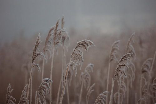 Bevroren riet met mist in de winter.