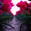 Tulipes roses sur Lisette van Leeuwen