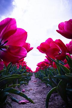 Tulipes roses sur Lisette van Leeuwen
