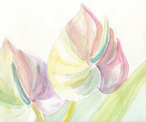 Twee anthuriums