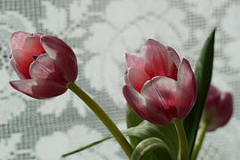 Tulpen in de keuken van Alise Zijlstra
