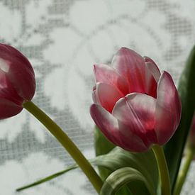 Tulpen in de keuken von Alise Zijlstra