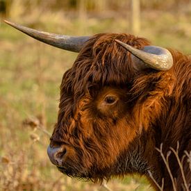 Schotse Highlander van Roland Swennen