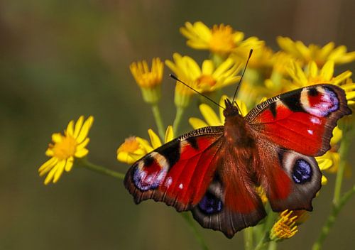 Dagpauwoog in de Hollandse polder