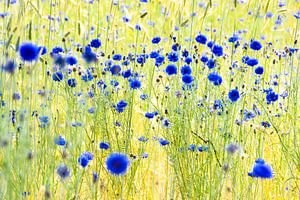 cornflowers in the field von jowan iven