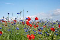 Cornflowers and poppies at the edge of the field