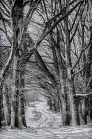 Winter in de Nederlandse bossen