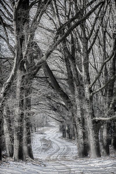 L'hiver dans les forêts néerlandaises par Eric Wander