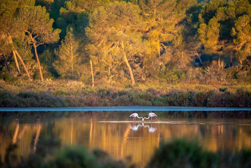Flamingos in Mallorca by t.ART