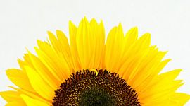 Sunflower by Jessica Berendsen