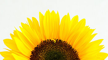 Zonnebloem