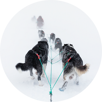 Sledehonden ploeteren in de sneeuw van Martijn Smeets