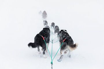 Sled dogs slogging in the snow by Martijn Smeets
