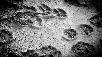 Pattes de chien dans la boue