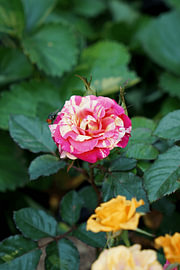 Hybrid-Teerose von Vínculae