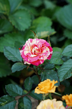 Hybrid-Teerose