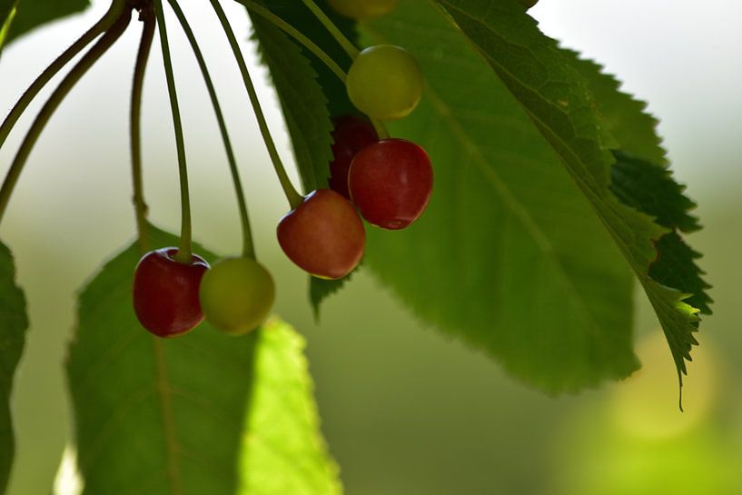 Cherries on the tree by Philipp Klassen