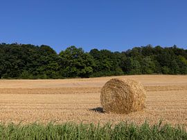 A hay bale in the field