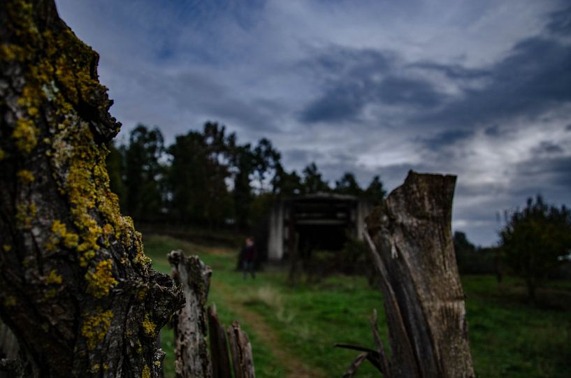 Atomic fungus? by Nicolas Deman