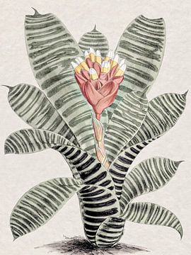 Tropical Botany Flower by Mad Dog Art