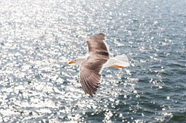 Seagull in Flight by Brian Morgan