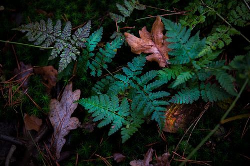 fern leaves