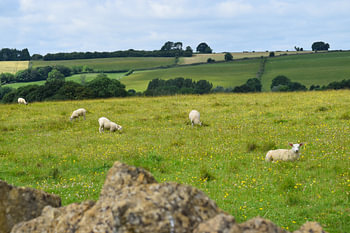 Sheep in the pasture of hilly, English landscape