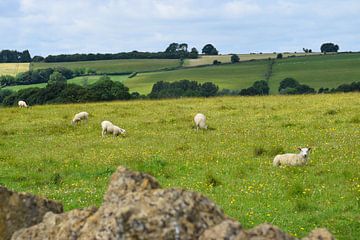 Moutons dans le pâturage d'un paysage anglais vallonné. sur Studio LE-gals