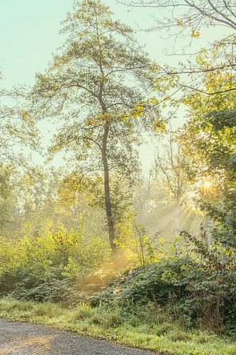 Sun harps in the Zuigerplas forest. by Alie Ekkelenkamp