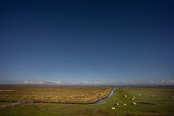 Vast salt marshes in Groningen