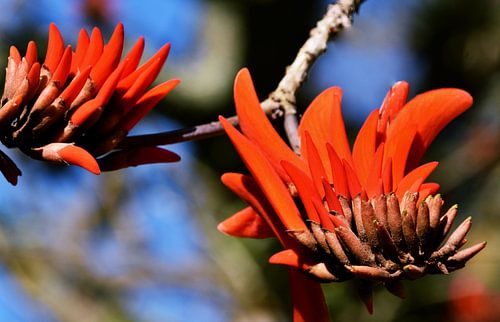 Rode koraalboom bloemen